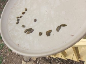 Stones in bird bath - Kelly Mulhollan