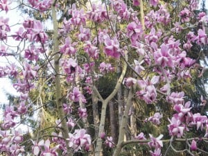 Magnolia in full bloom (Photo: Drew Monkman)