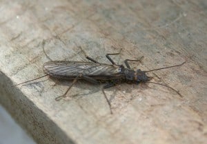 Stonefly (note tail-like appendages) Wikimedia 