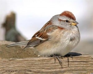 American Tree Sparrow - Karl Egressy