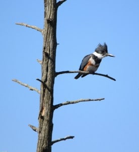Female Belted Kingfisher - Jeff Keller (Note: The male does not show any rufous.) 