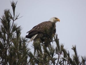 Bald Eagle - March 23, 2016 Derry Fairweather