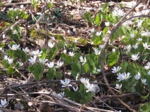 Bloodroot 2 - Apr. 28 - Margo Hughes