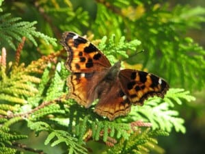 Compton Tortoiseshell - Wikimedia 