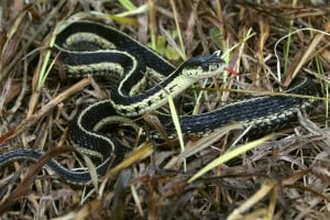 Eastern Garter Snake - Joe Crowley 