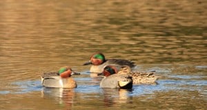 Green-winged Teal - Jeff Keller