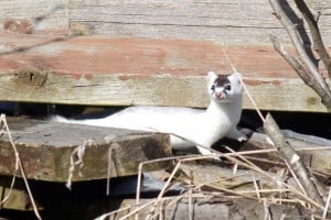 Long-tailed Weasel - March 23 - Gwen Forsyth
