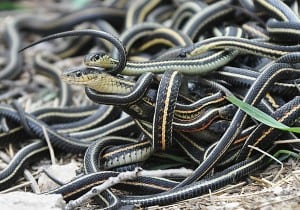Mating ball of garter snakes - Wikimedia