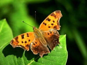 Eastern Comma - Terry Carpenter 