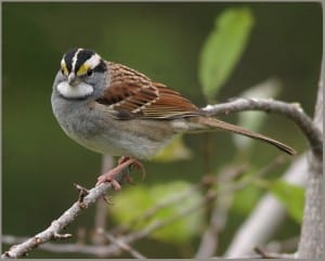 White-throated Sparrow - Karl Egressy 