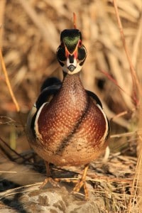 Male Wood Duck - Jeff Keller