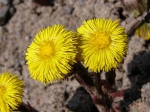 Coltsfoot - Drew Monkman 