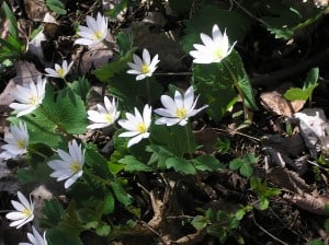 Bloodroot - Drew Monkman 