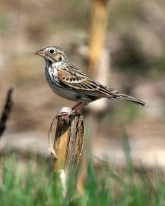 Vesper Sparrow - note rufous on shoulders (not always visible) - Wikimedia 