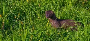 American Mink - Tim Corner