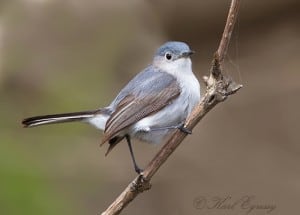 Blue-gray Gnatcatcher - Karl Egressy 