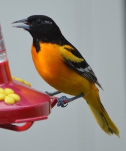 Baltimore Oriole on hummingbird feeder - Doug Gibson