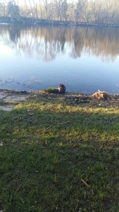 Beaver - Cameron St. - May 9, 2016 - Judy Gozzard