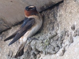 Cliff Swallow building nest - Wikimedia 