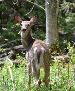 Doe White-tailed - Trudy Gibson