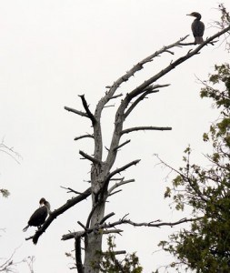 Double-crested Cormorants in tree - May 2016 - Gwen Forsyth