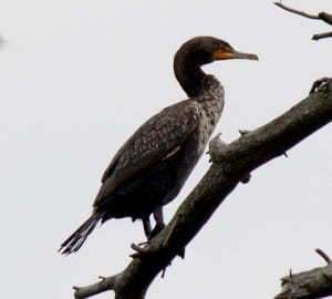 Double-crested Cormorant - May 2016 - Gwen Forsyth