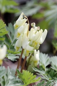 Dutchman's Breeches - May 5, 2016 - Gwen Forsyth