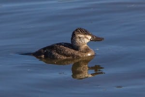 Female Ruddy Duck - Wikimedia