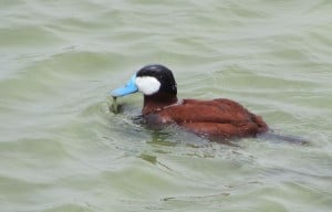 Male Ruddy Duck - Wikimedia 