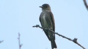 Olive-sided Flycatcher - Wikimedia