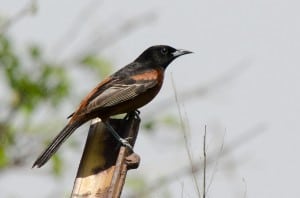 Orchard Oriole - Wikimedia 