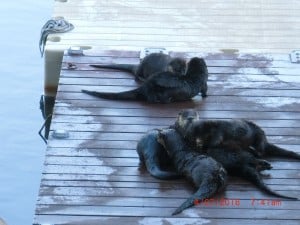 Otters on Franklin dock on Lower Buckhorn Lake - April 27, 2016 (photo by Jim Franklin)