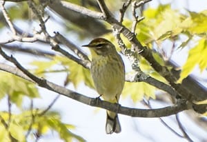 Palm Warbler - Kingsley Hubbs