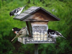 Rose-breasted Grosbeaks at my feeder - May 16, 2007 - Drew Monkman 