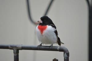 Male Rose-breasted Grosbeak - May 5, 2016 - Trudy Gibson -  