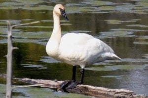 Trumpeter Swan - Gwen Forsyth