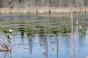 Trumpeter Swans - Gwen Forsyth