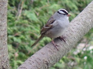 White-crowned Sparrow - Mike Barker