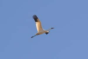Whooping Crane in flight - Wikimedia