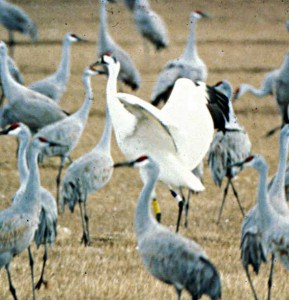 Whooping Crane with Sandhill Cranes - note big size difference - Wikimedia