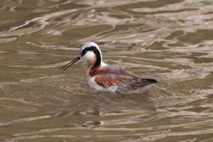 Wilson's Phalarope (Photo by Ann Hough)