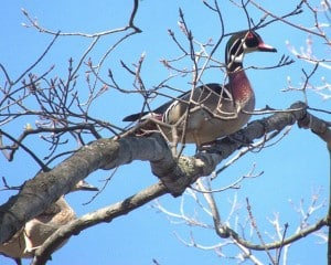 Wood Duck - April 29, 2016 - Burnham Woods (photo by  Carl Welbourn)