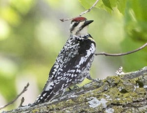 Yellow-bellied Sapsucker - female 20160525 - Kingsley Hubbs