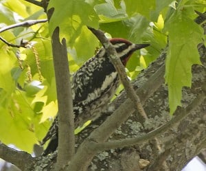 Yellow-bellied Sapsucker male 01 20160525 - Kingsley Hubbs