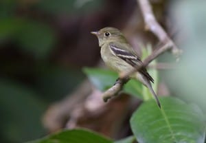 Yellow-bellied Flycatcher - Wikimedia