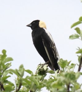 Bobolink (male) - Gwen Forsyth