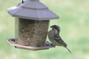 Sparrow-like female Rose-breasted Grosbeak - Cindy Bartoli