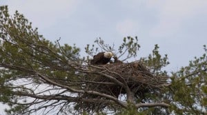 Bald Eagle nest on Stony Lake (photo by Jeff Jones) 