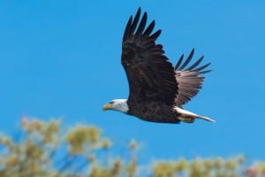 Bald Eagle - June 18-19, 2016 - Lower Buckhorn Lake - Robin Blake 