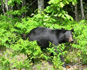 Black Bear with cub (behind & partially hidden) Killarney P.P. - Sue Paradisis